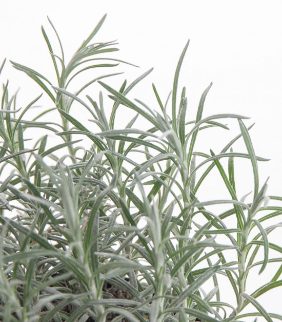 Bio Smil italský - kari, Helichrysum italicum (angustifolium), v květináči-7855