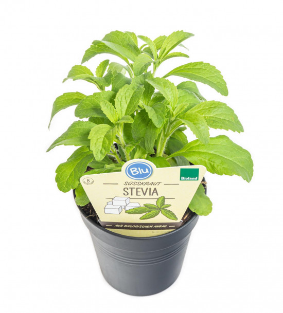 Bio Stévie sladká, Stevia rebaudiana, v květináči-8922