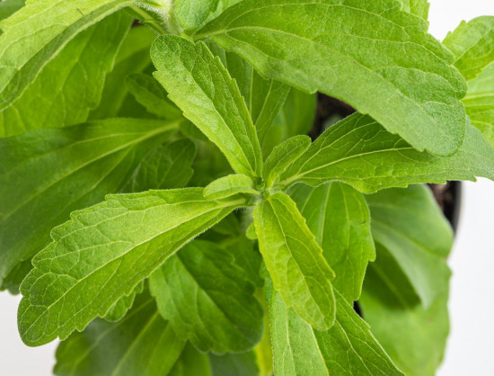 Bio Stévie sladká, Stevia rebaudiana, v květináči-8923
