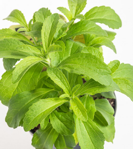 Bio Stévie sladká, Stevia rebaudiana, v květináči-8924