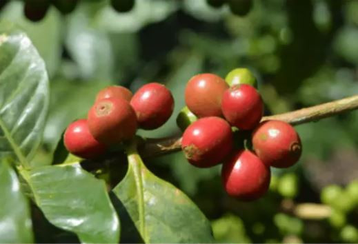 BIO tradičně pražená káva, Sonnentor Single Origin Nicaragua, zrnková, 250 g-5604