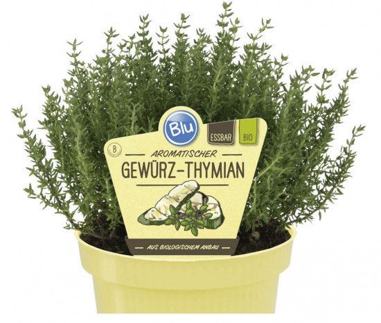 Bio Tymián obecný, Thymus vulgaris, v květináči