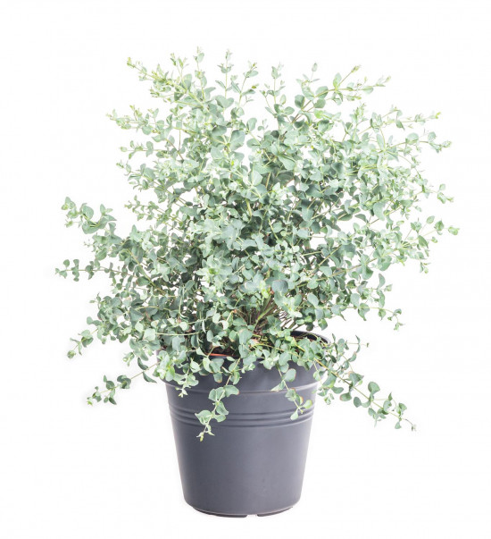 Blahovičník Gunnův drobnolistý, Eucalyptus gunnii, velikost kontejneru 3 l