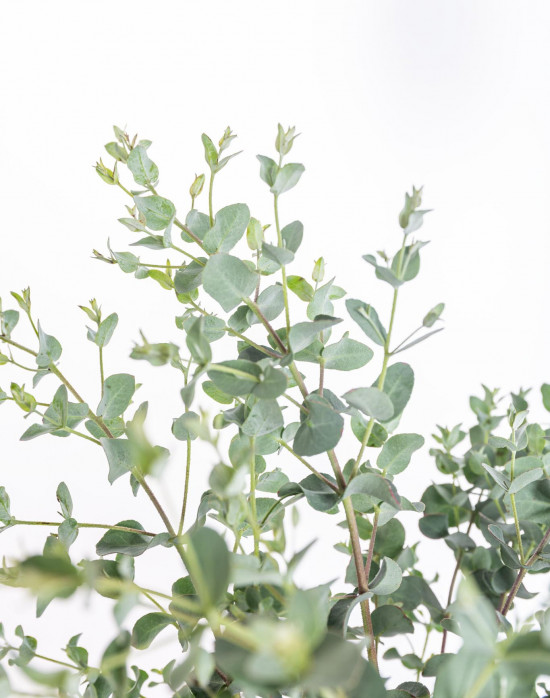 Blahovičník Gunnův drobnolistý, Eucalyptus gunnii, velikost kontejneru 3 l-28573