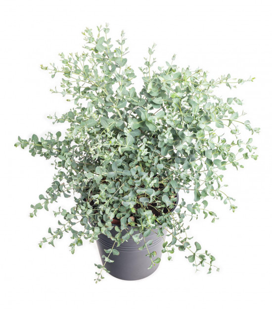 Blahovičník Gunnův drobnolistý, Eucalyptus gunnii, velikost kontejneru 3 l-28574