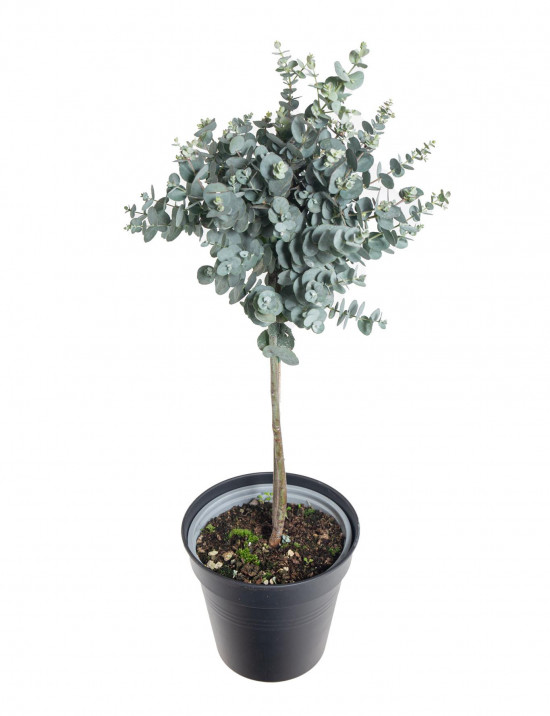 Blahovičník Gunnův, Eucalyptus gunnii, na kmínku, průměr květináče 14 cm-18223