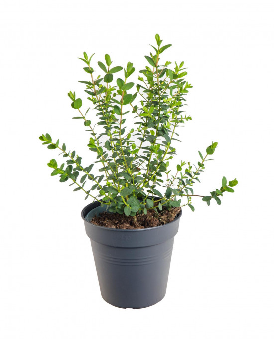 Blahovičník Gunnův, Eucalyptus gunnii, průměr květináče 12 - 13 cm