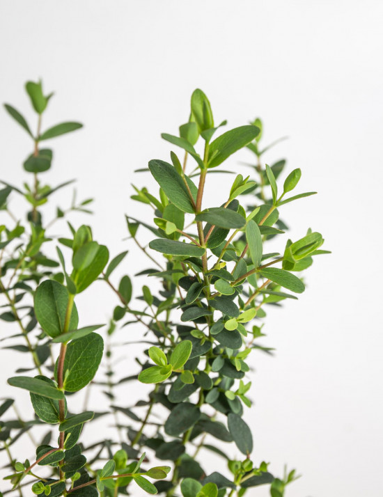 Blahovičník Gunnův, Eucalyptus gunnii, průměr květináče 12 - 13 cm-24505