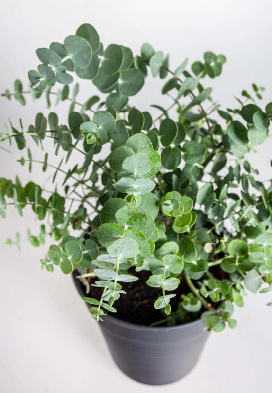 Blahovičník Gunnův, Eucalyptus gunnii, průměr květináče 14 - 15 cm-22991