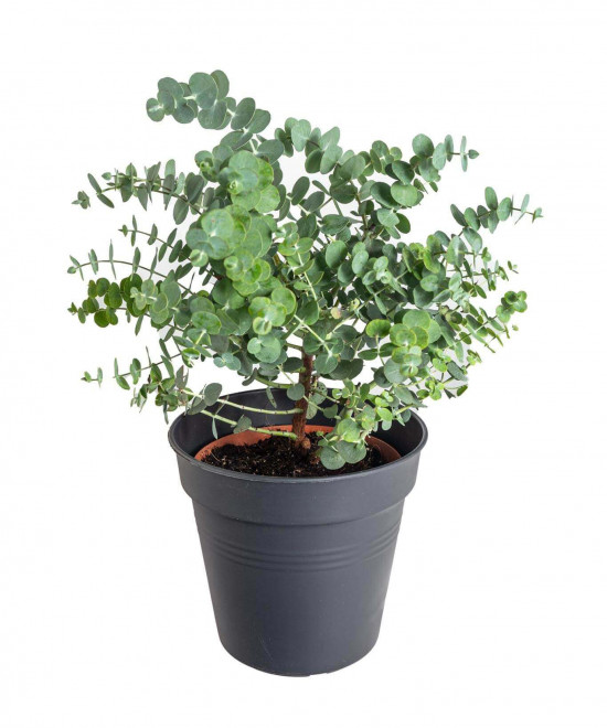 Blahovičník Gunnův, Eucalyptus gunnii, průměr květináče 14 - 15 cm