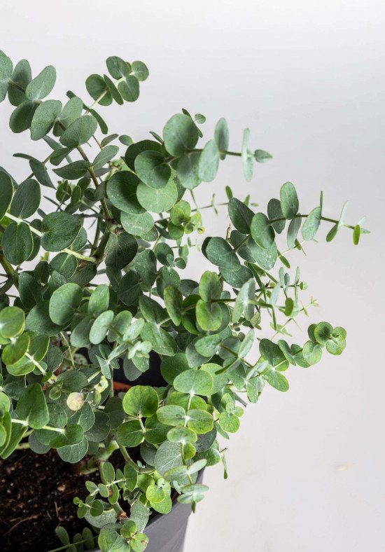 Blahovičník Gunnův, Eucalyptus gunnii, průměr květináče 14 - 15 cm-22993