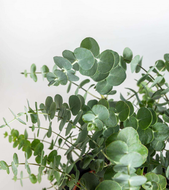Blahovičník Gunnův, Eucalyptus gunnii, průměr květináče 14 - 15 cm-22994