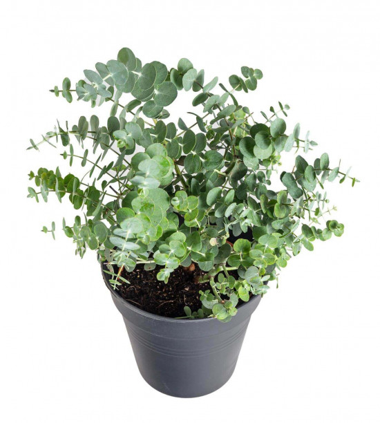 Blahovičník Gunnův, Eucalyptus gunnii, průměr květináče 14 - 15 cm-22995