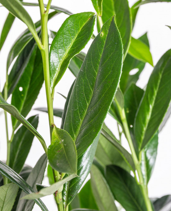 Bobkovišeň lékařská, Prunus laurocerasus Caucasica, velikost kontejneru 7.5 l-10342