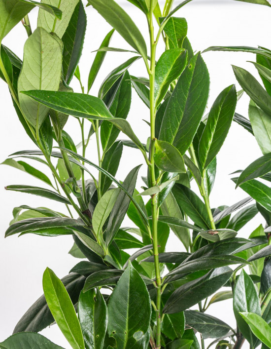 Bobkovišeň lékařská, Prunus laurocerasus Caucasica, velikost kontejneru 7.5 l-10343