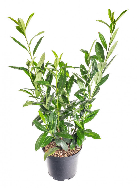 Bobkovišeň lékařská, Prunus laurocerasus Caucasica, velikost kontejneru 7.5 l-10344