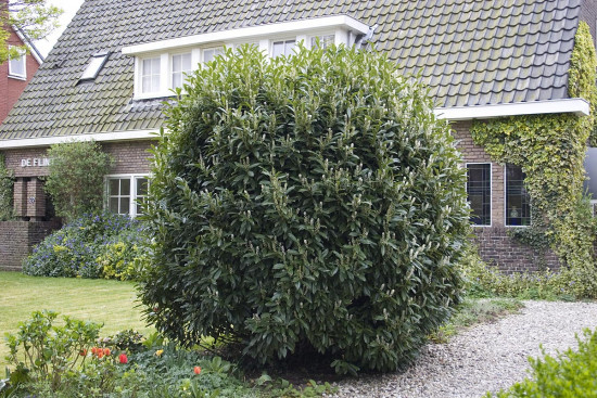 Bobkovišeň lékařská, Prunus laurocerasus Caucasica, velikost kontejneru 7.5 l-10345