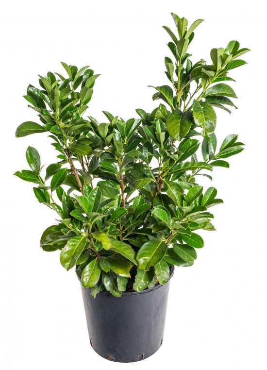 Bobkovišeň lékařská, Prunus laurocerasus Etna, velikost kontejneru 10 l-10970
