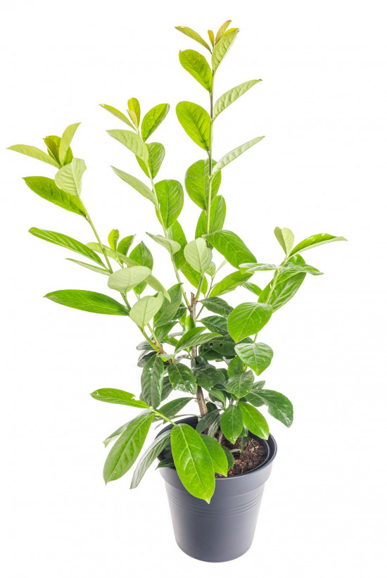 Bobkovišeň lékařská, Prunus laurocerasus Novita, velikost kontejneru 2.5 l-10424