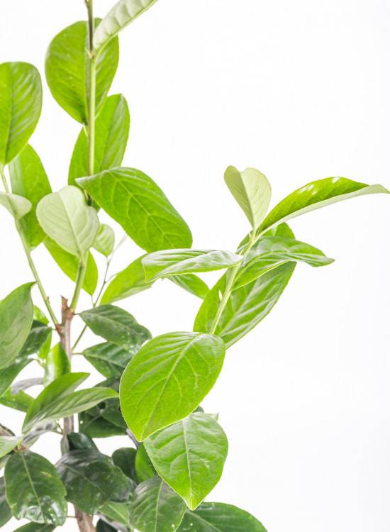 Bobkovišeň lékařská, Prunus laurocerasus Novita, velikost kontejneru 3 l-10347