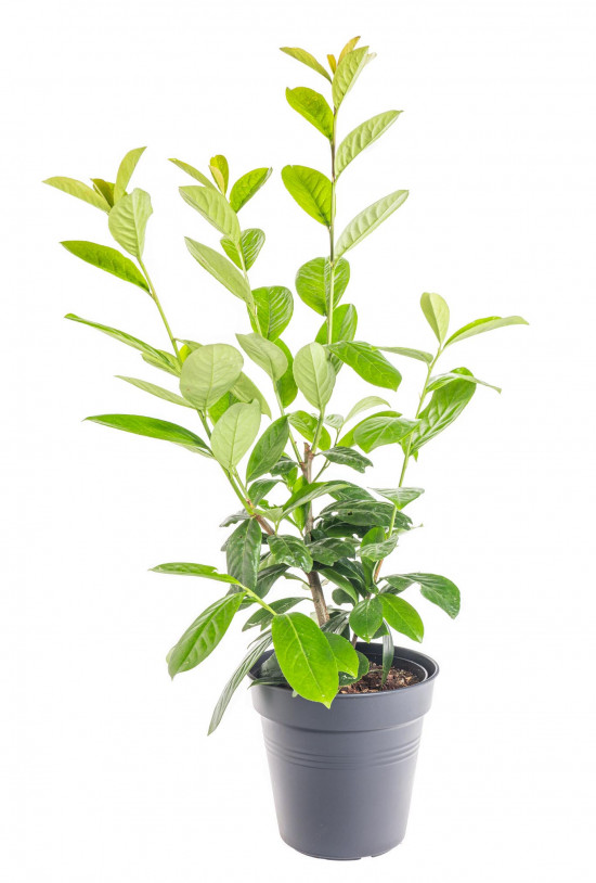 Bobkovišeň lékařská, Prunus laurocerasus Novita, velikost kontejneru 5 l