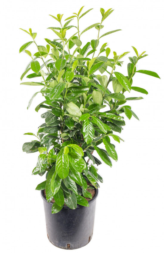 Bobkovišeň lékařská, Prunus laurocerasus Novita, velikost kontejneru 7.5 l