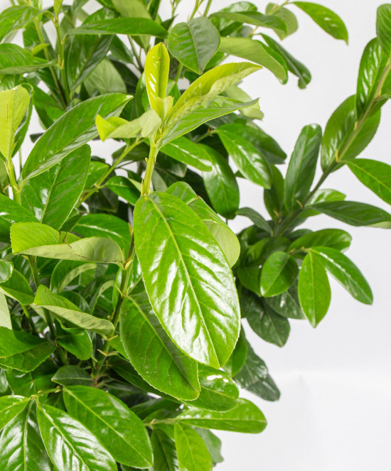 Bobkovišeň lékařská, Prunus laurocerasus Novita, velikost kontejneru 7.5 l-27106