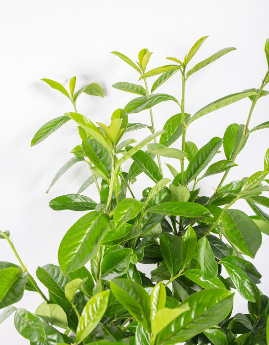 Bobkovišeň lékařská, Prunus laurocerasus Novita, velikost kontejneru 7.5 l-27107