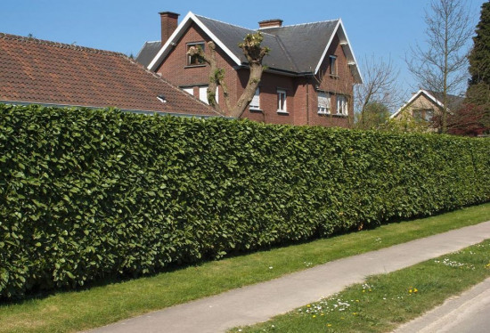 Bobkovišeň lékařská, Prunus laurocerasus Rotundifolia, velikost kontejneru 2.5 l-10353