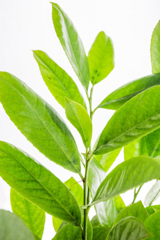 Bobkovišeň lékařská, Prunus laurocerasus Rotundifolia, velikost kontejneru 2.5 l-9528