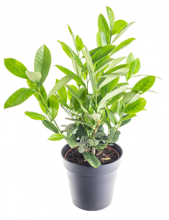 Bobkovišeň lékařská, Prunus laurocerasus Rotundifolia, velikost kontejneru 2.5 l-9530
