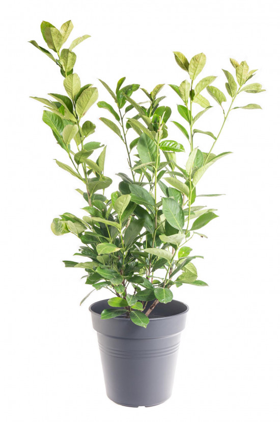Bobkovišeň lékařská, Prunus laurocerasus Rotundifolia, velikost kontejneru 5 l