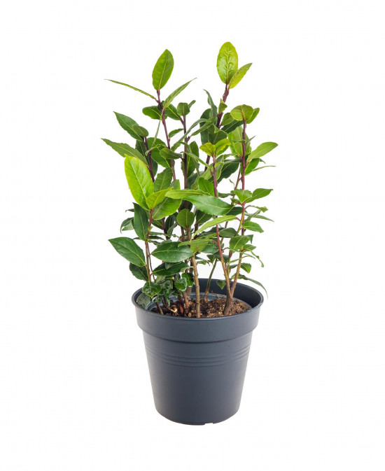 Bobkový list, Laurus nobilis, v květináči