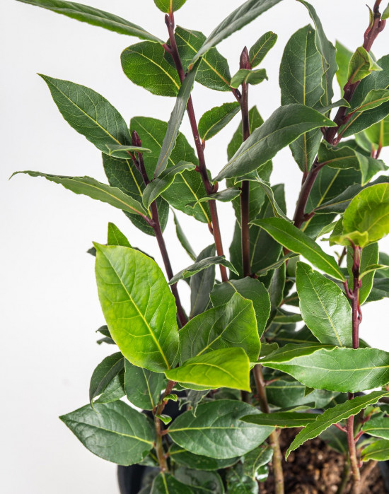 Bobkový list, Laurus nobilis, v květináči-18226
