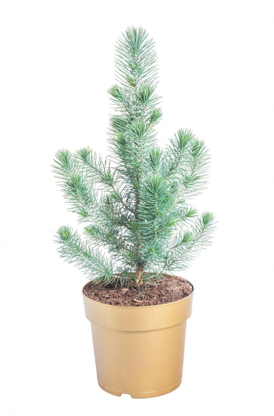 Borovice pinie, Pinus pinea, kontejnerovaný stromek, vysoký 30 - 40 cm-16608