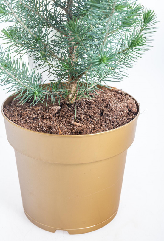 Borovice pinie, Pinus pinea, kontejnerovaný stromek, vysoký 30 - 40 cm-16609