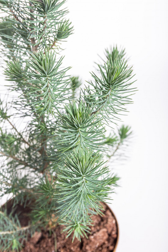 Borovice pinie, Pinus pinea, kontejnerovaný stromek, vysoký 30 - 40 cm-16610