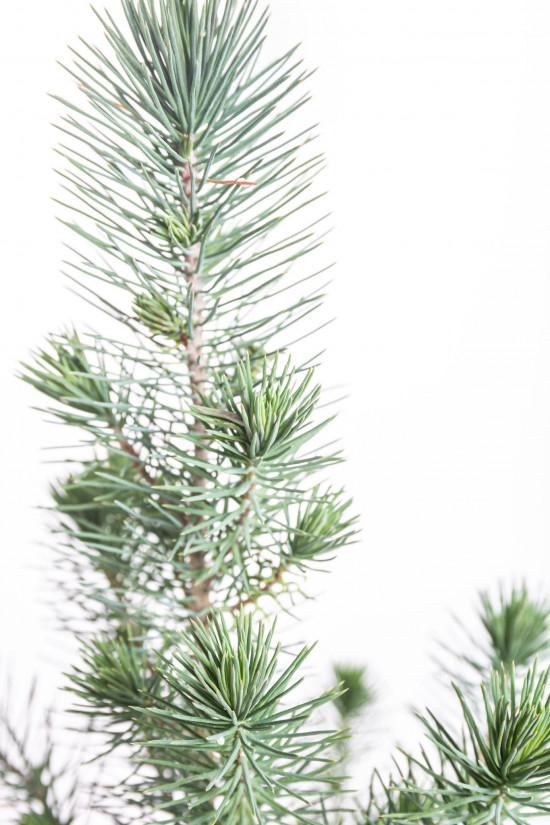 Borovice pinie, Pinus pinea, kontejnerovaný stromek, vysoký 30 - 40 cm-16611