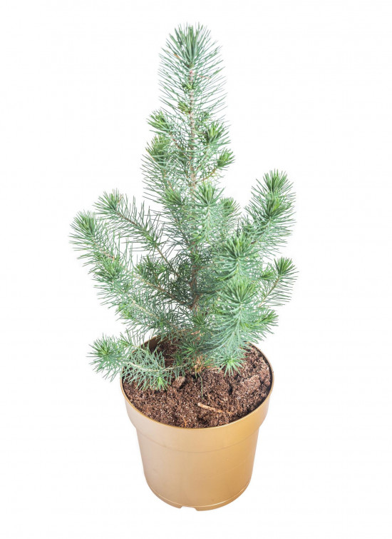 Borovice pinie, Pinus pinea, kontejnerovaný stromek, vysoký 30 - 40 cm-16612