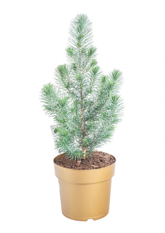 Borovice pinie, Pinus pinea, kontejnerovaný stromek, vysoký 30 - 40 cm