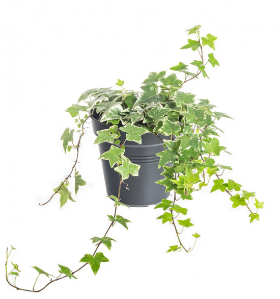 Břečťan popínavý pokojový, Hedera helix, panašovaný, průměr květináče 13 cm