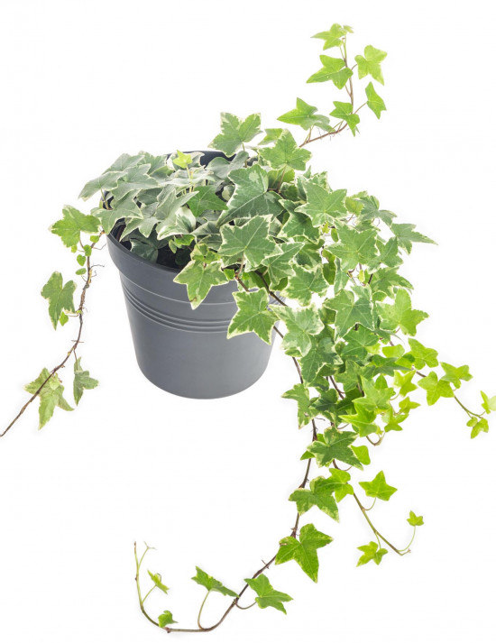 Břečťan popínavý pokojový, Hedera helix, panašovaný, průměr květináče 13 cm-7352