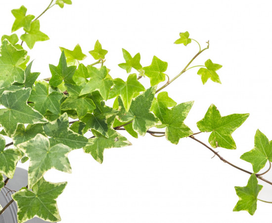 Břečťan popínavý pokojový, Hedera helix, panašovaný, průměr květináče 13 cm-7353