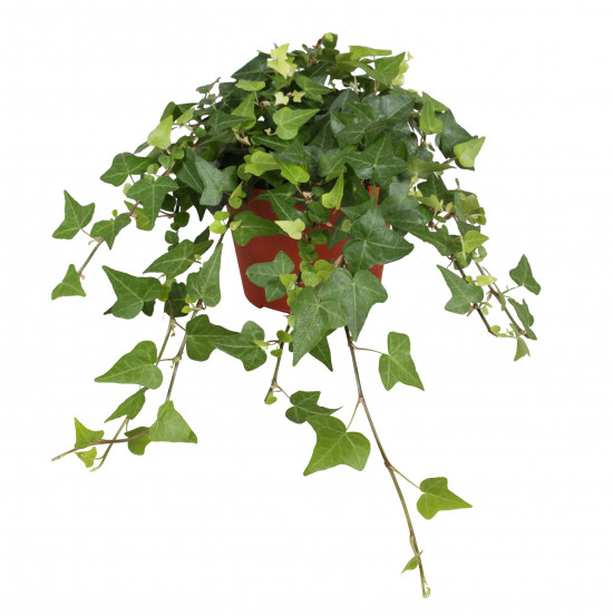 Břečťan popínavý pokojový, Hedera helix, zelený, průměr květináče 13 cm