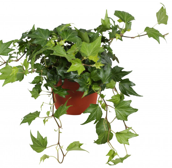 Břečťan popínavý pokojový, Hedera helix, zelený, průměr květináče 13 cm-3568