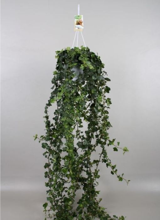 Břečťan popínavý pokojový, Hedera helix, zelený, závěs, průměr květináče 17 cm