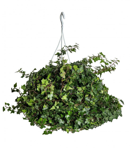 Břečťan popínavý pokojový, Hedera helix, zelený, závěs, průměr květináče 24 cm-23860