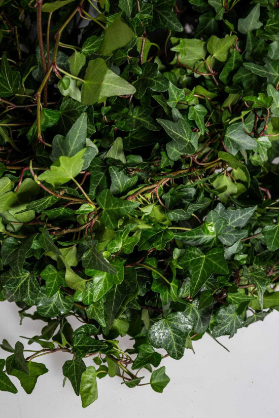 Břečťan popínavý pokojový, Hedera helix, zelený, závěs, průměr květináče 24 cm-23861