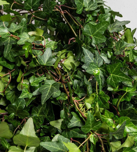 Břečťan popínavý pokojový, Hedera helix, zelený, závěs, průměr květináče 24 cm-23862