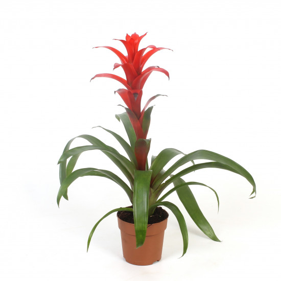 Bromélie, Guzmania Allura, červená